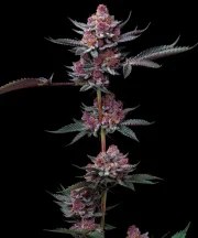 Cherry Poppers Strain – product view 1
