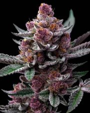 Cherry Poppers Strain – product view 2