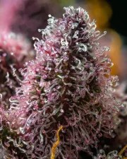 Cherry Poppers Strain – product view 3