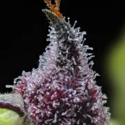 Cherry Poppers Strain – product view 4