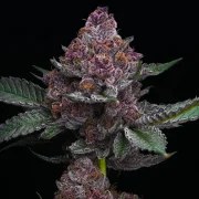 Cherry Poppers Strain – product view 5