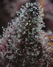 Cherry Poppers Strain – product view 6