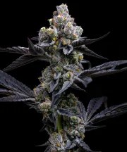 Garlic Cookies Strain – product view 1