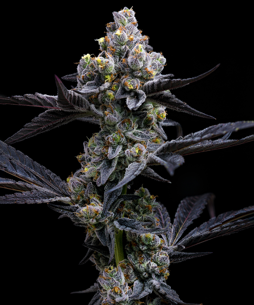 Garlic Cookies Strain – product view 1