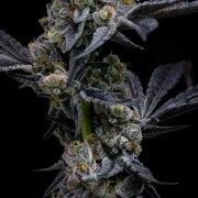 Garlic Cookies Strain – product view 2