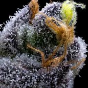 Garlic Cookies Strain – product view 3