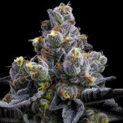 Garlic Cookies Strain – product view 4