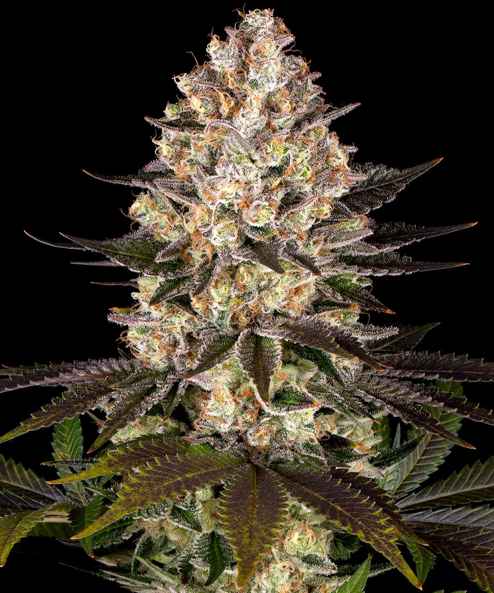 Hindu Kush Strain – product view 1