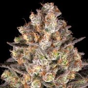 Hindu Kush Strain – product view 2