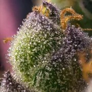 Hindu Kush Strain – product view 3