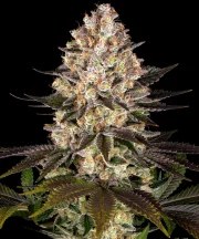 Hindu Kush Strain – product view 6