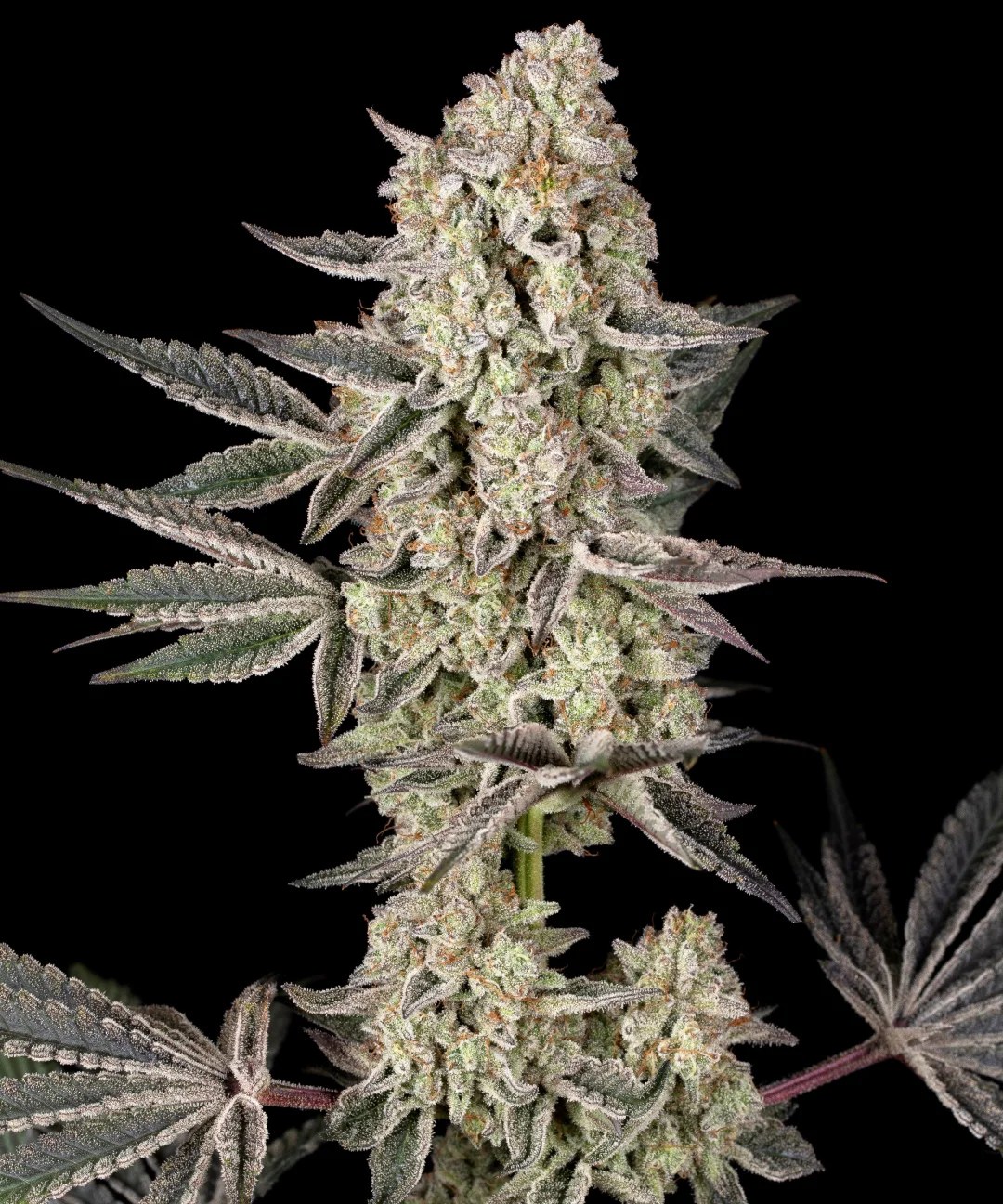 Jelly Cake Strain – product view 1