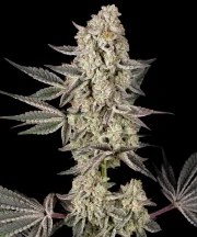 Jelly Cake Strain – product view 1
