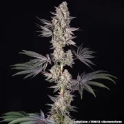 Jelly Cake Strain – product view 3