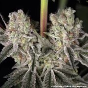 Jelly Cake Strain – product view 4