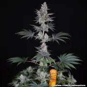 Jelly Cake Strain – product view 5