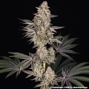 Jelly Cake Strain – product view 6