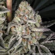 Jelly Cake Strain – product view 7