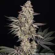 Jelly Cake Strain – product view 8
