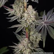 Jelly Cake Strain – product view 9