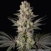 Jelly Cake Strain – product view 10