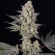 Jelly Cake Strain – product view 11