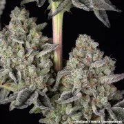Jelly Cake Strain – product view 12