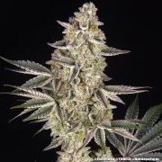 Jelly Cake Strain – product view 13