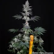 Jelly Cake Strain – product view 14
