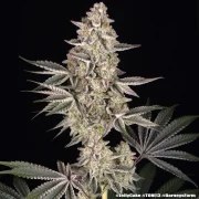 Jelly Cake Strain – product view 15