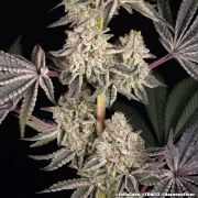 Jelly Cake Strain – product view 16