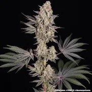 Jelly Cake Strain – product view 17