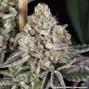 Jelly Cake Strain – product view 18