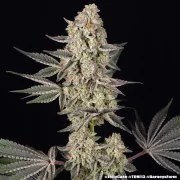 Jelly Cake Strain – product view 19