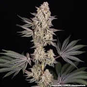 Jelly Cake Strain – product view 20