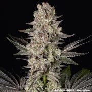 Jelly Cake Strain – product view 21
