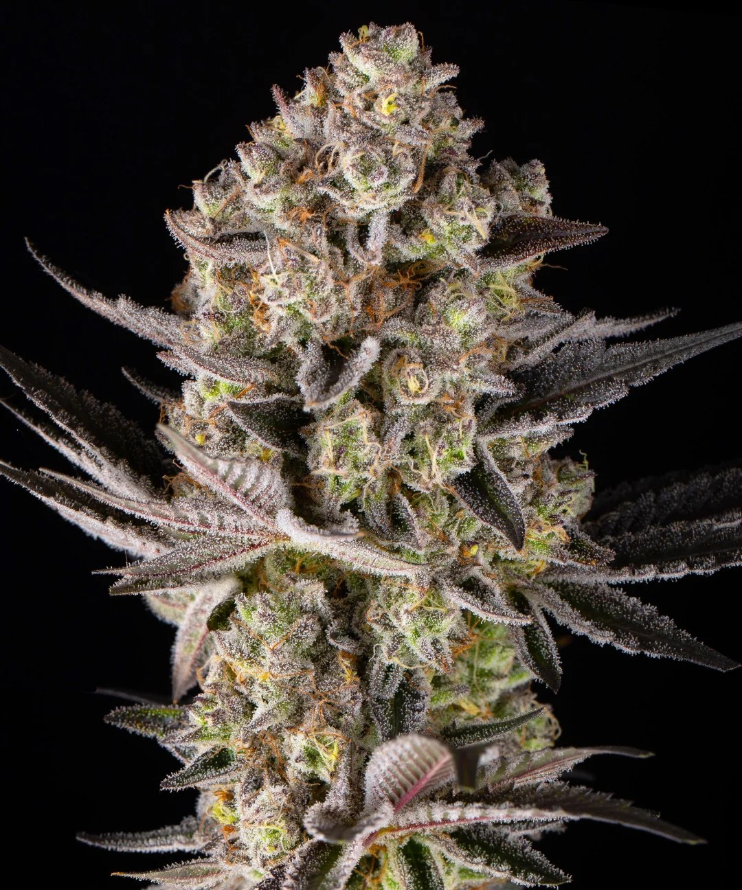 Super Boof Strain – product view 1