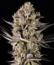 Super Boof Strain – product view 1