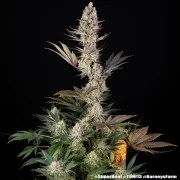 Super Boof Strain – product view 2
