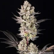 Super Boof Strain – product view 3