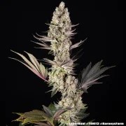 Super Boof Strain – product view 4