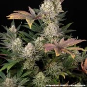 Super Boof Strain – product view 5