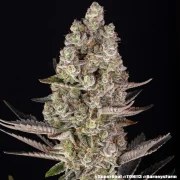 Super Boof Strain – product view 6