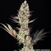 Super Boof Strain – product view 7