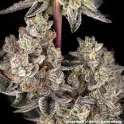 Super Boof Strain – product view 8