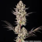 Super Boof Strain – product view 9
