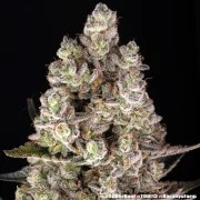 Super Boof Strain – product view 10