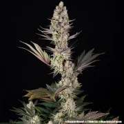Super Boof Strain – product view 11