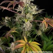 Super Boof Strain – product view 12