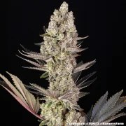 Super Boof Strain – product view 13